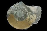Cut Pyritized Ammonite (Pleuroceras) Fossil Pair - Germany #125372-2